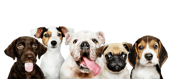 Groupe de chiens