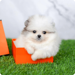 Pomeranian White