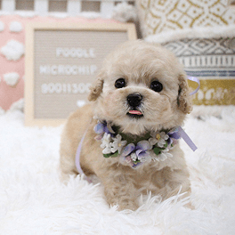 Poodle Tiny Yellow