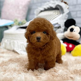 Poodle Tiny Sepia