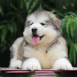 Alaskan Malamute Grey
