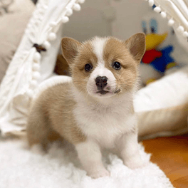 Pembroke Corgi Cream
