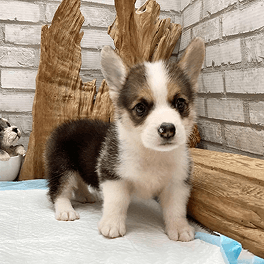 Pembroke Corgi Tricolor