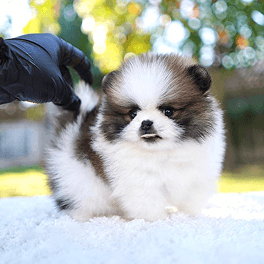 Pomeranian White