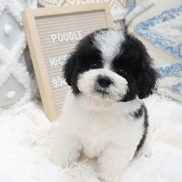 Poodle Tiny Dairy Cow