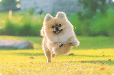 What is a Pomeranian? How to Identify Pomeranian Dogs