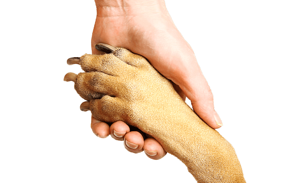 Human hand holding a dog paw